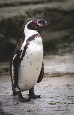 penguinrgb