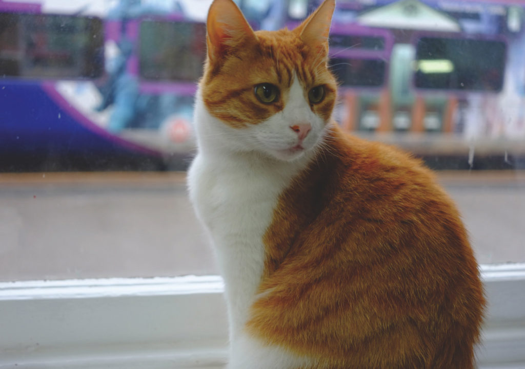 Todmorden station cat