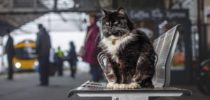 Felix the station cat