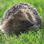 hedgehog Big Issue North