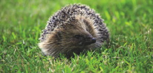 hedgehog Big Issue North