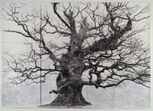 Tacita Dean’s monumental oak tree