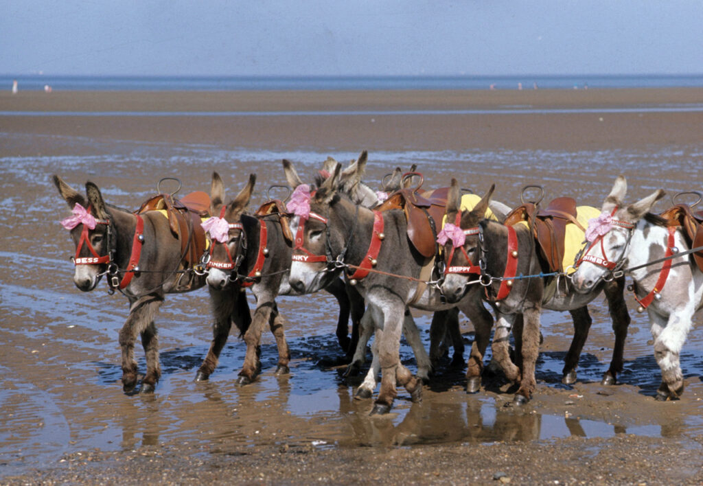 Donkeys on the beach in Cleethorpes in 1972